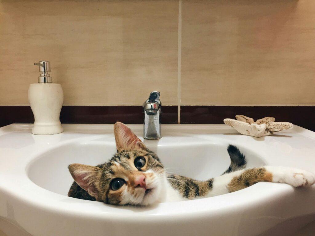 yavru kedi bakımı tuvalet ihtiyacı