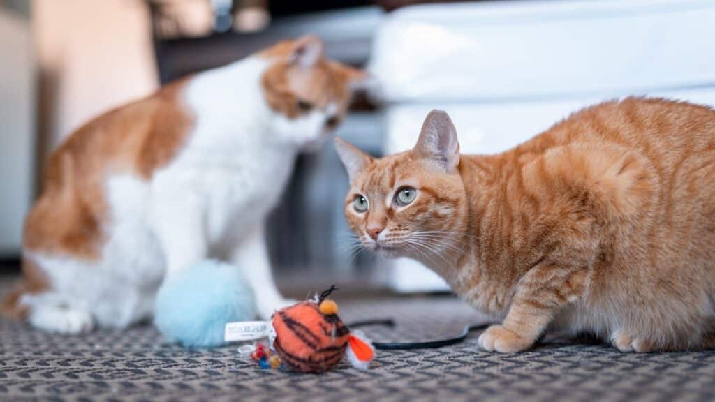 kedi nanesi nedir