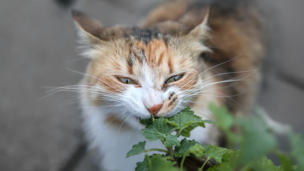 kedi nanesi nedir