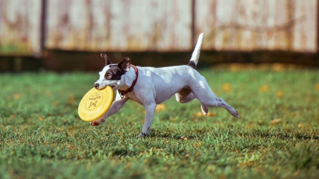 Köpek Oyuncakları
