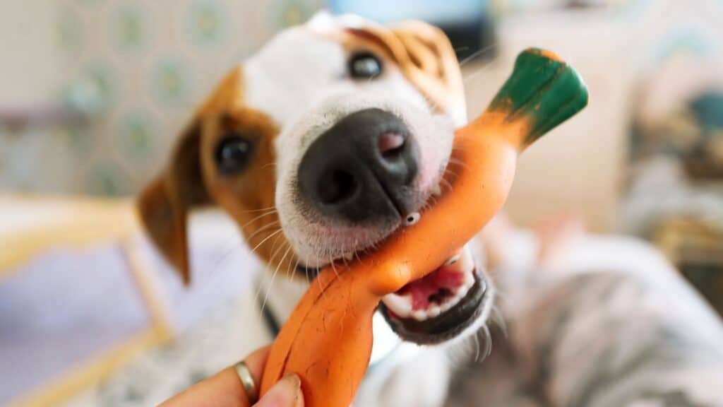 Köpek Oyuncakları