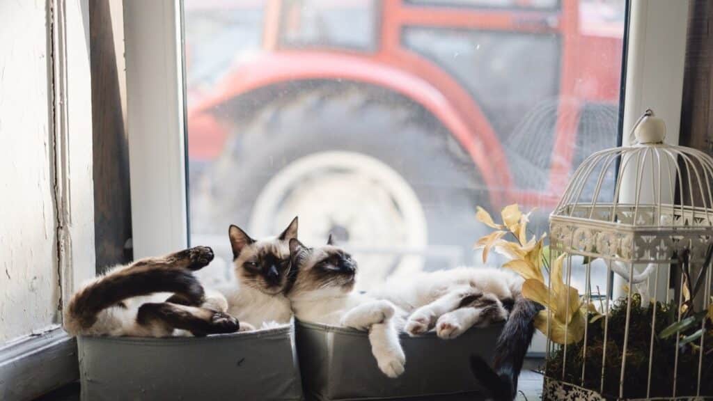Çok Kedi Olan Evlerde Kedi Nanesi Kullanımı
