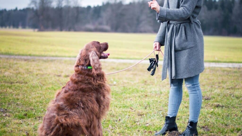 Köpek Bakıcısı