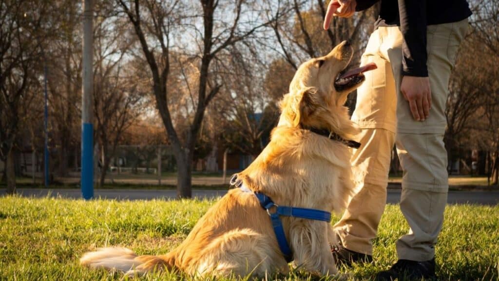 Köpek Bakıcısı