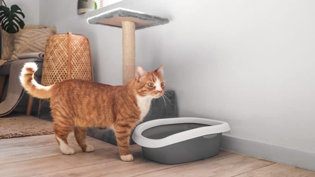 Kedi kum kabı
