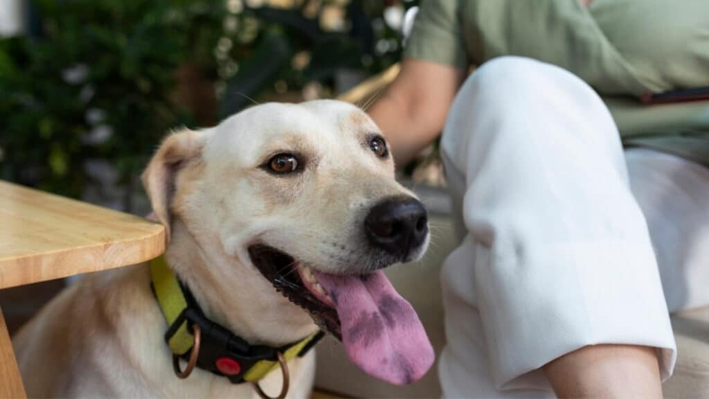 Köpeklerin havlaması