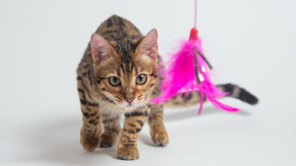 Kedi Bakıcısı