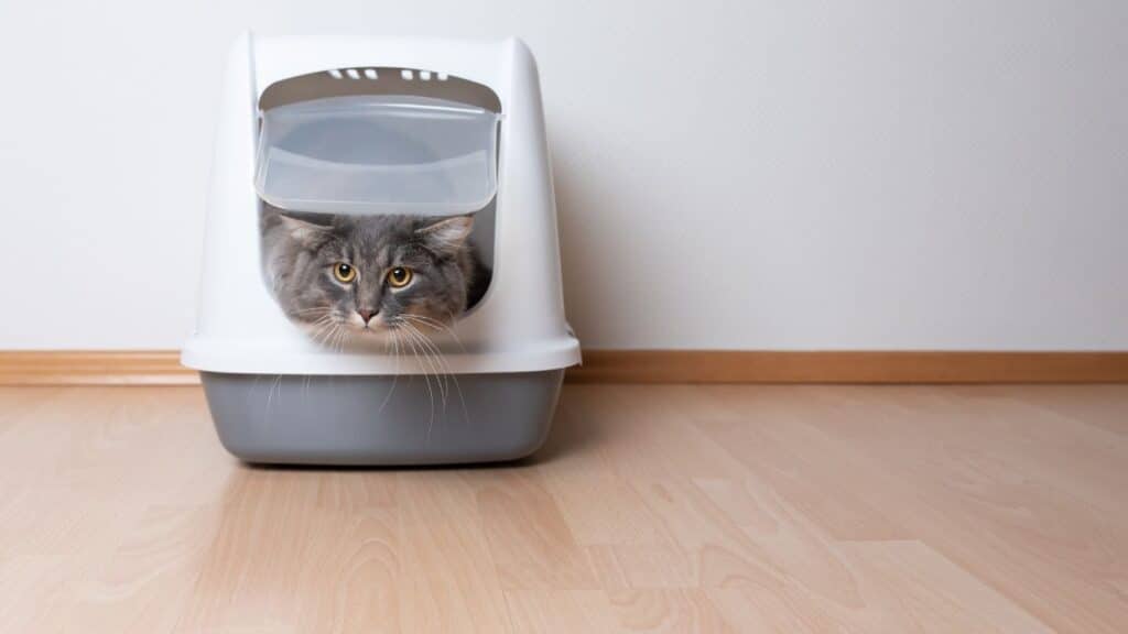 Kedi kum kabı