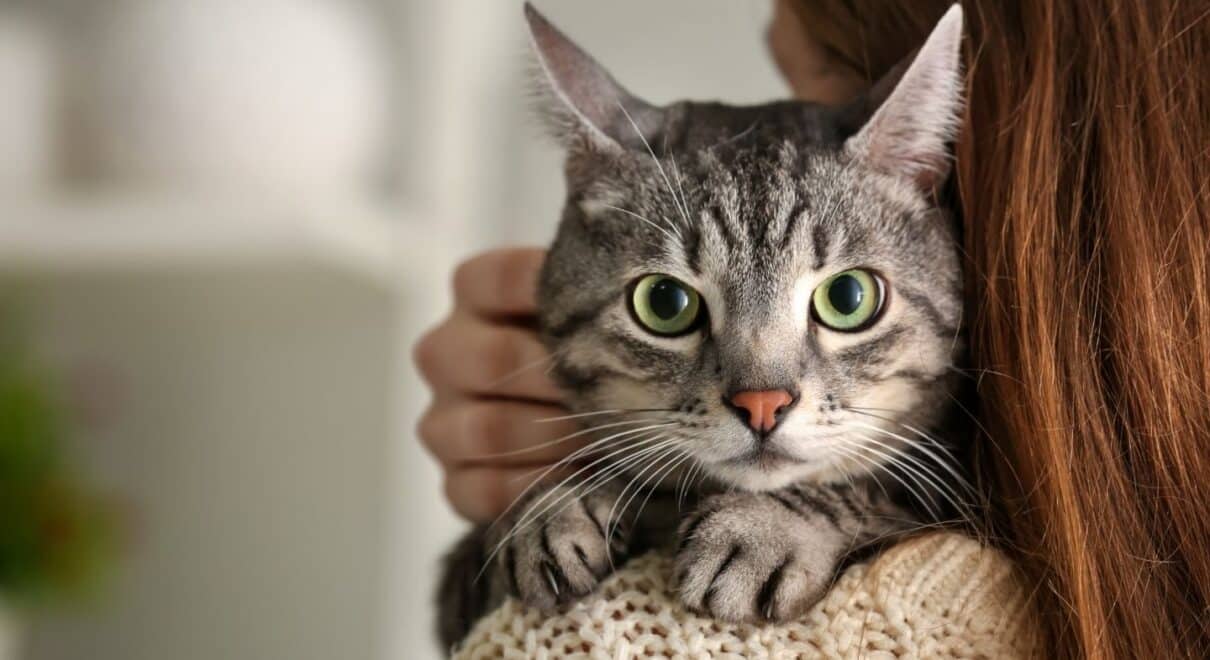 Kedi Bakıcısı