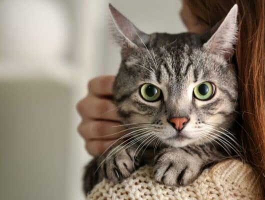 Kedi Bakıcısı