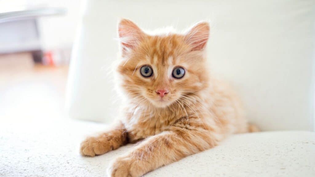 Kedi Bakıcısı