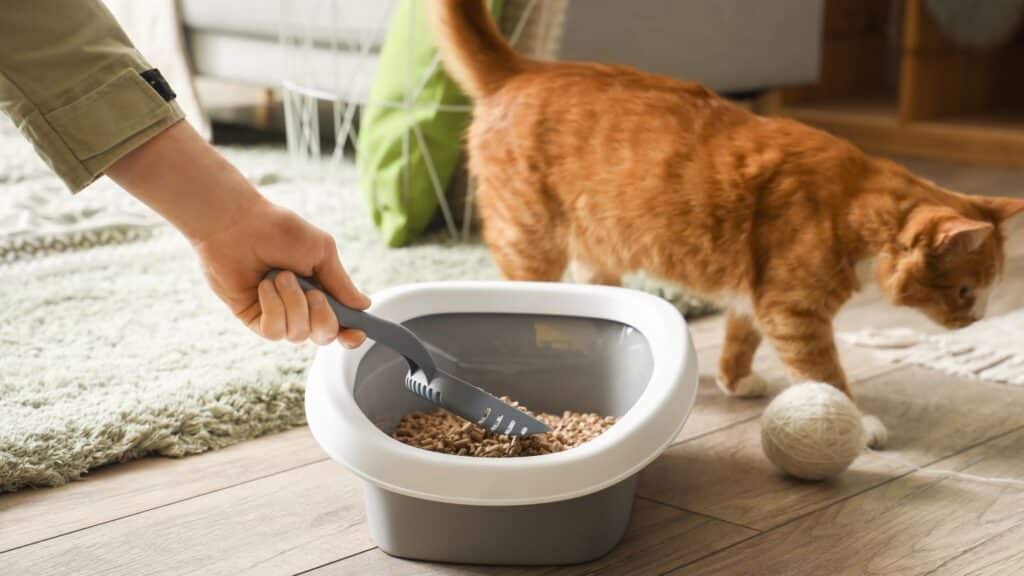 Kedi kum kabı