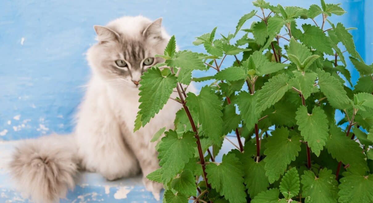 Kedi nanesi nedir
