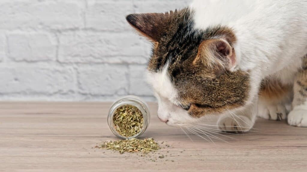 kedi nanesi nedir