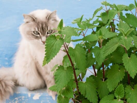 Kedi nanesi nedir