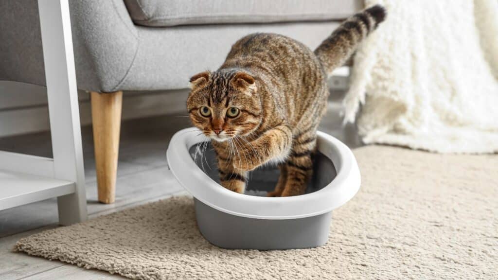 Kedi kum kabı