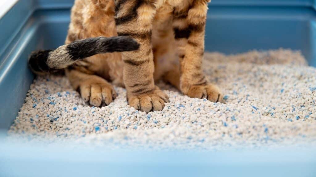 Kedi kum kabı