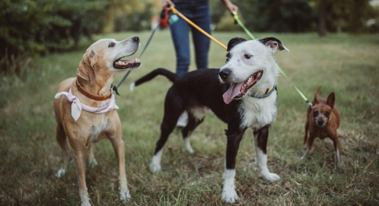 Köpek Bakıcısı