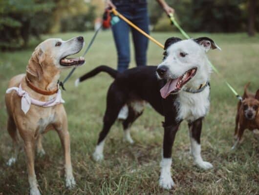 Köpek Bakıcısı