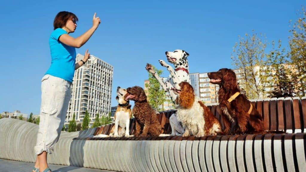 Köpek Bakıcısı