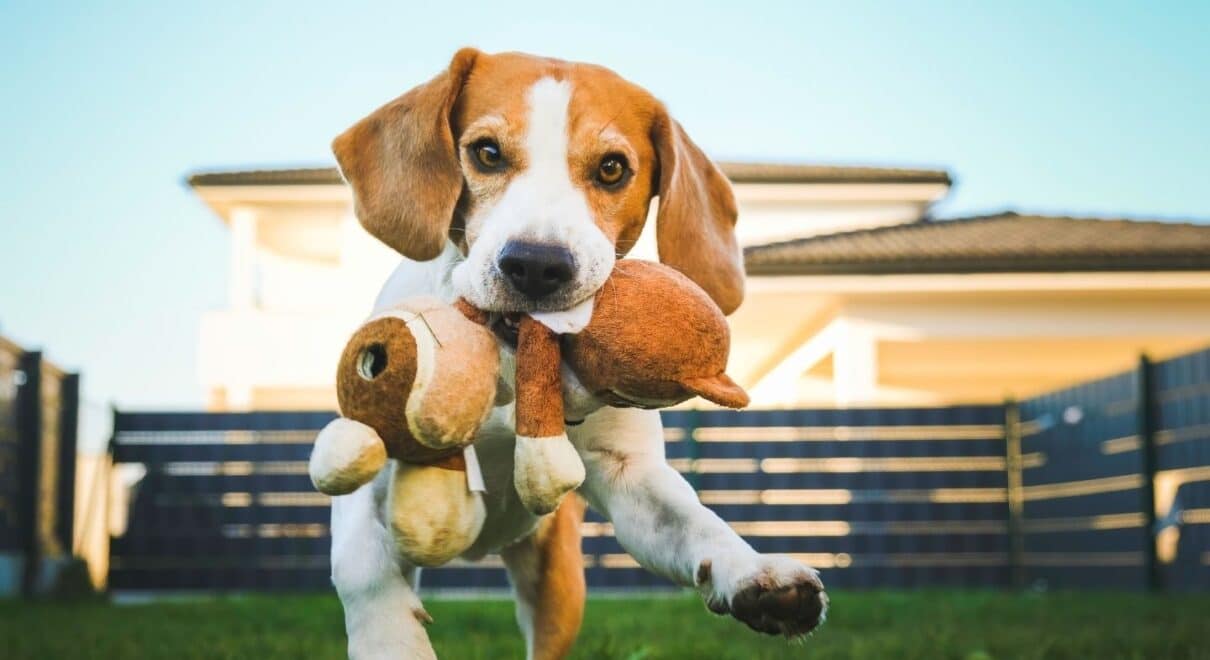 Köpek Oyuncakları