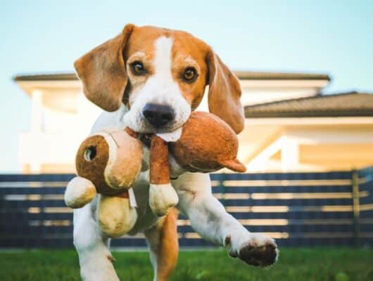 Köpek Oyuncakları