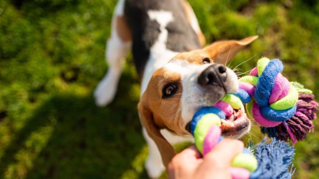 Köpek Oyuncakları