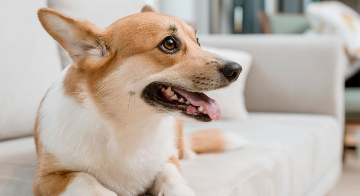 Köpeklerin havlamasının nedenleri