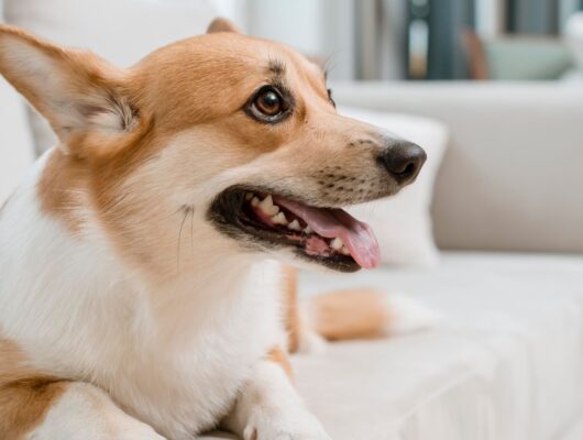 Köpeklerin havlamasının nedenleri