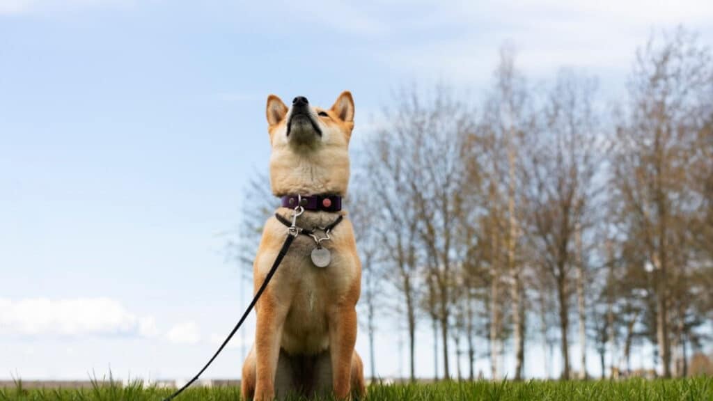 Köpeklerin havlaması