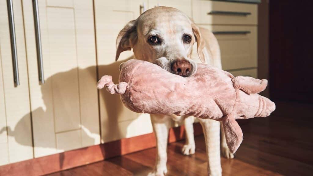 Köpek Oyuncakları
