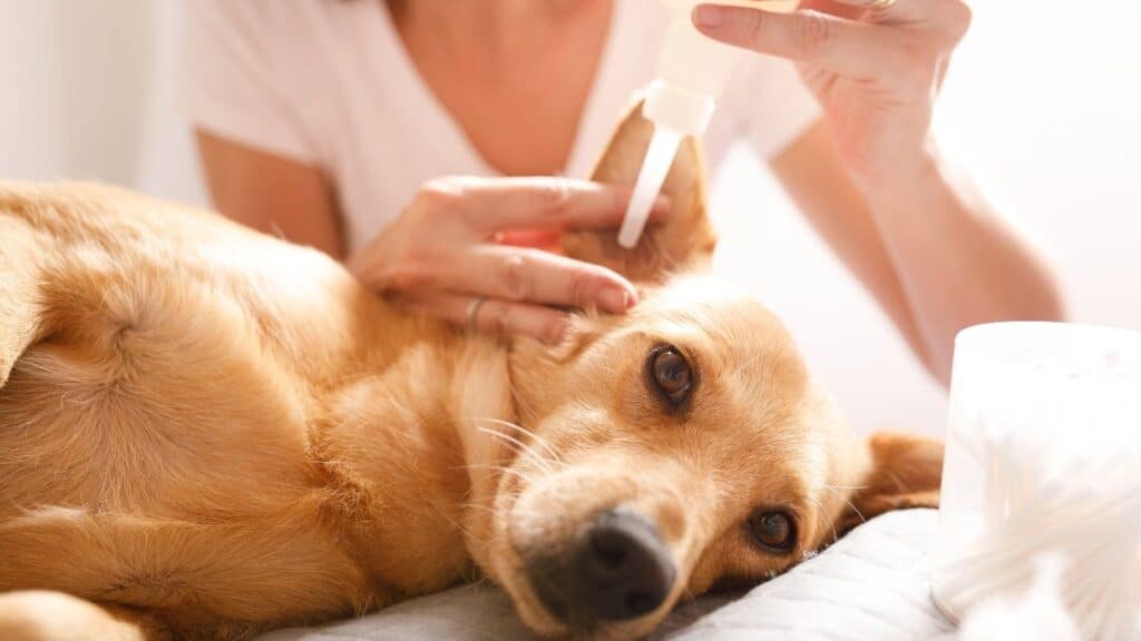 Köpek Bakıcısı