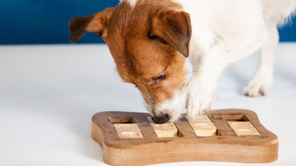 Köpek Oyuncakları