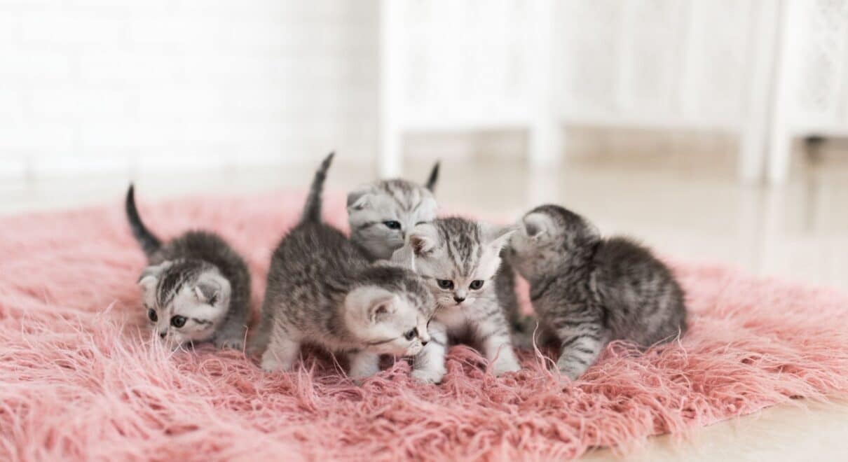 Çok kedi olan evlerde kedi nanesi