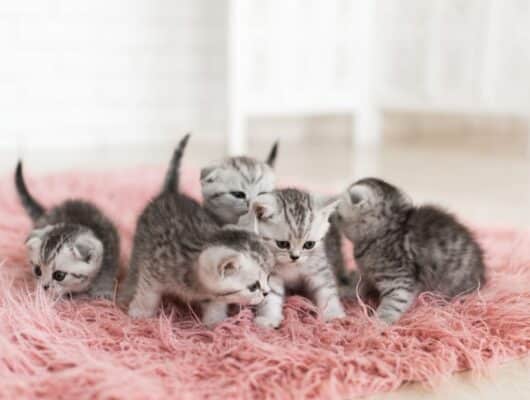 Çok kedi olan evlerde kedi nanesi