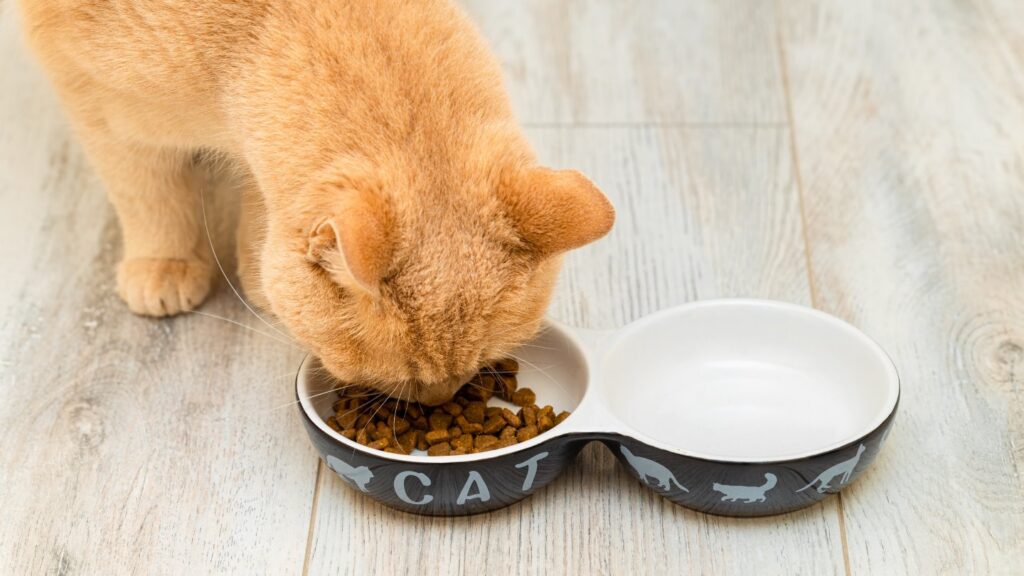 engelli kedi