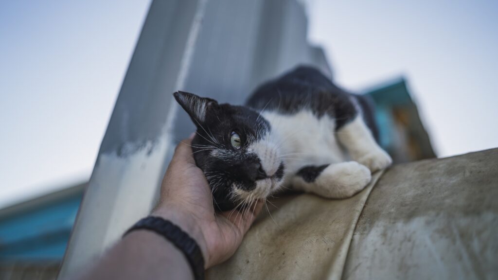 engelli kedi