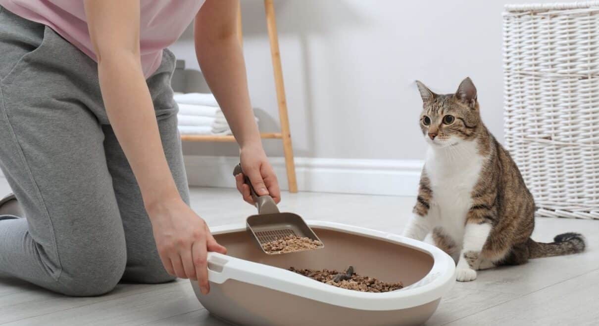 Kedi kum kabı
