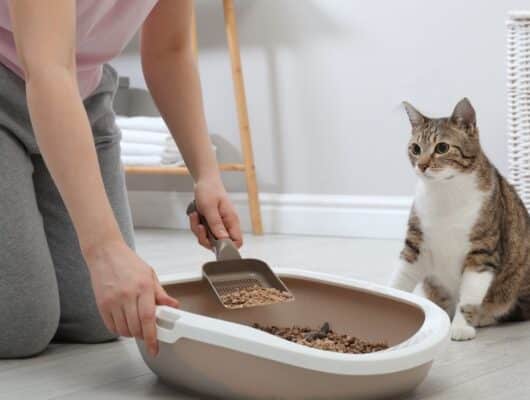 Kedi kum kabı