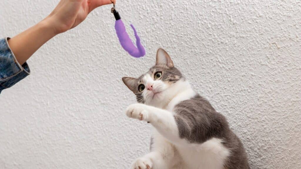 Çok Kedi Olan Evlerde Kedi Nanesi Kullanımı