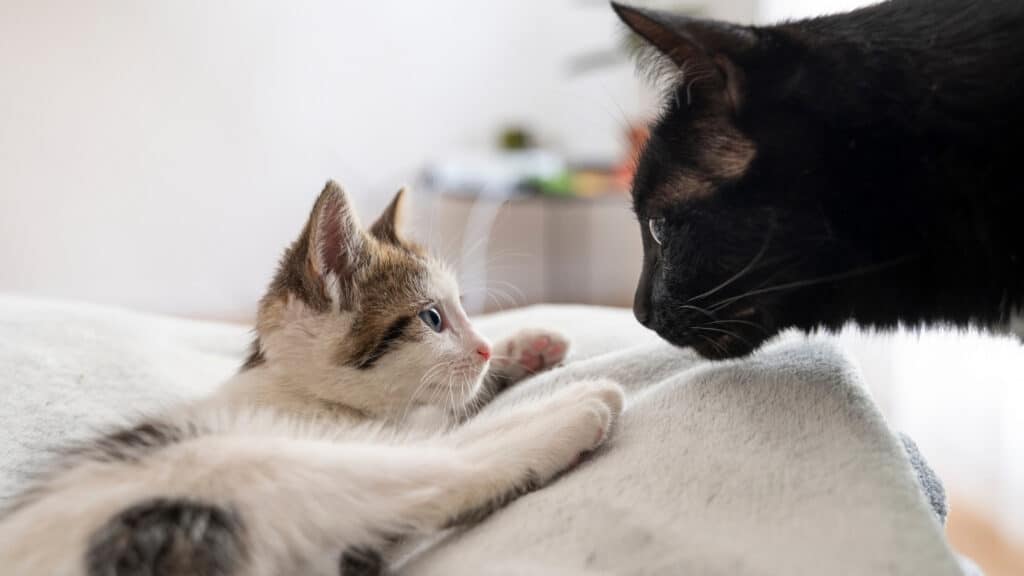 Çok Kedi Olan Evlerde Kedi Nanesi Kullanımı