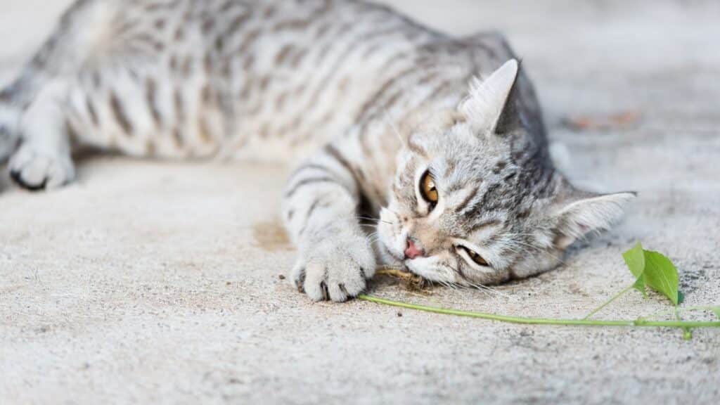 kedi nanesi nedir