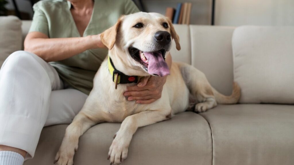 Köpeklerin havlaması