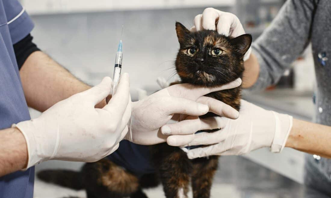 kedi aşıları