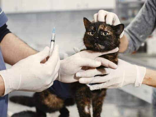 kedi aşıları