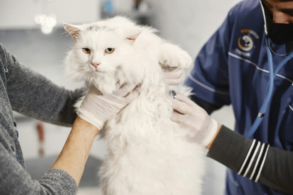 kedi aşıları