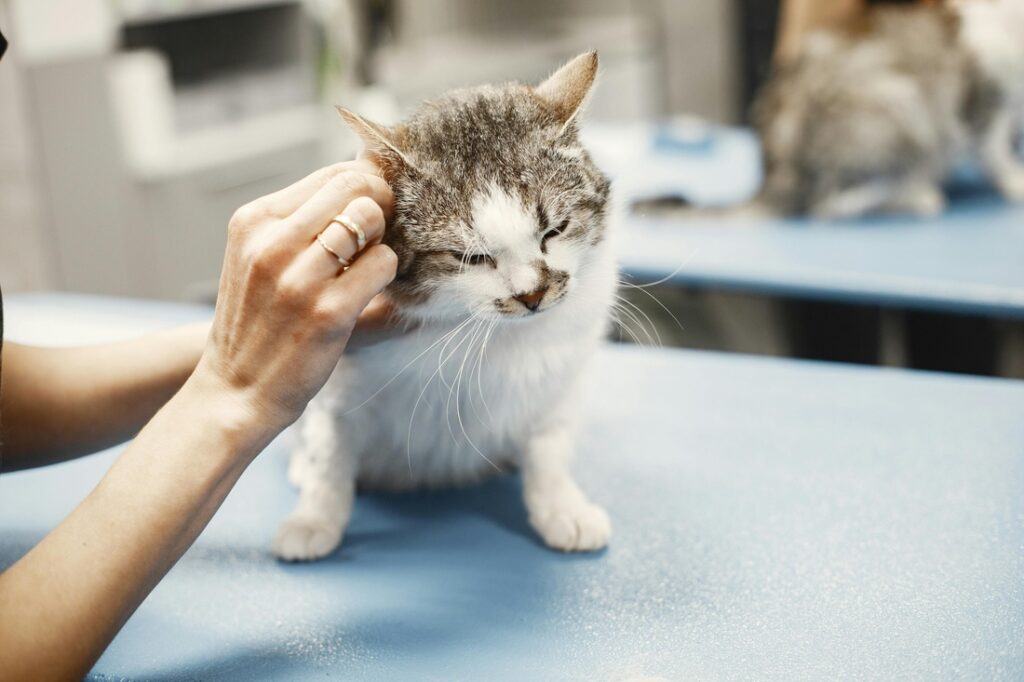 kedi aşıları