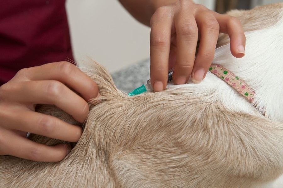kedi aşıları