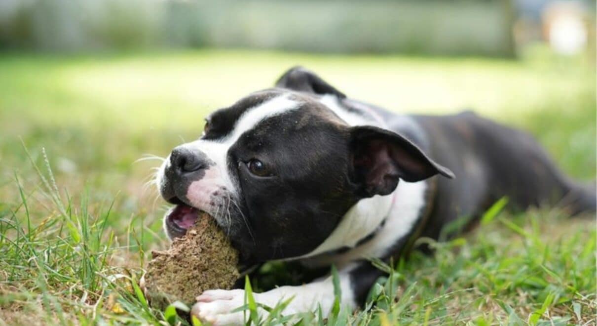 köpeklerde ağız kokusu