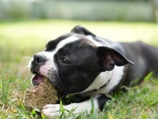 köpeklerde ağız kokusu